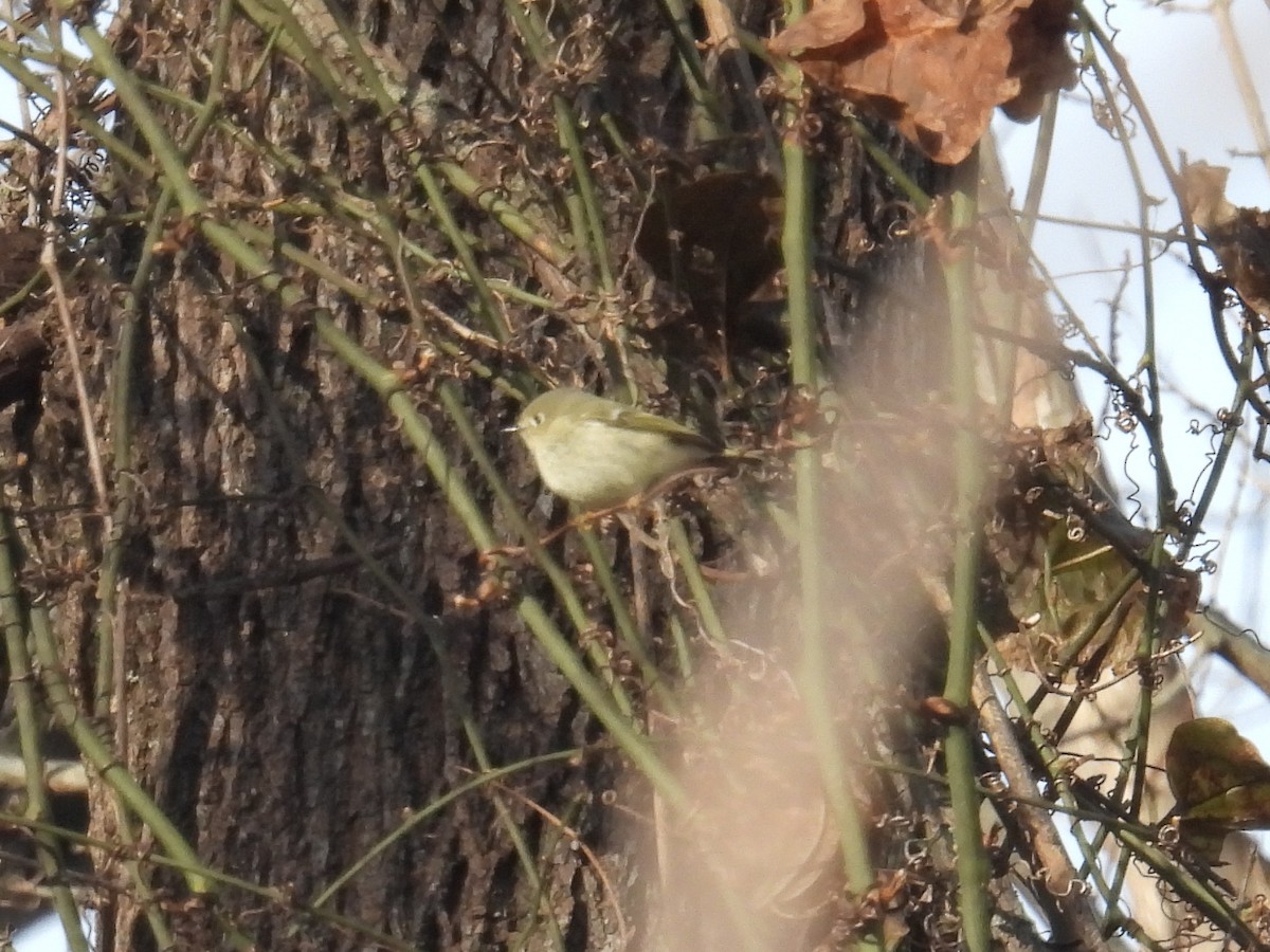 ルビーキクイタダキ - ML647326788