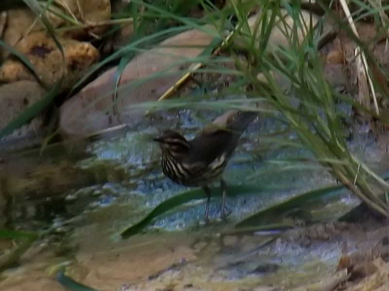 Northern Waterthrush - ML647326794