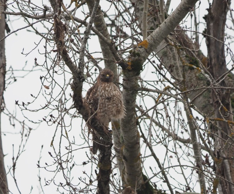 Red-tailed Hawk - ML647326796