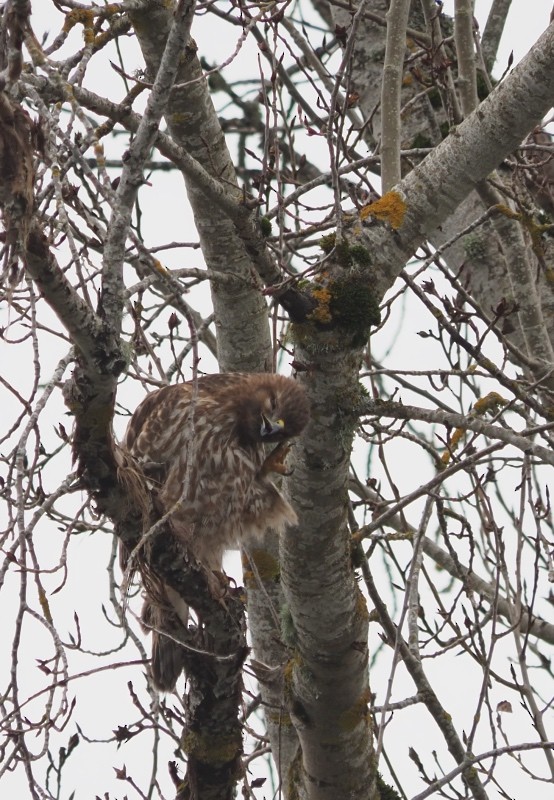 Red-tailed Hawk - ML647326797