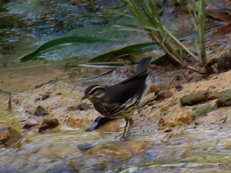 Northern Waterthrush - ML647326805