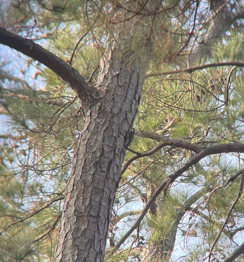 Red-cockaded Woodpecker - ML647326819