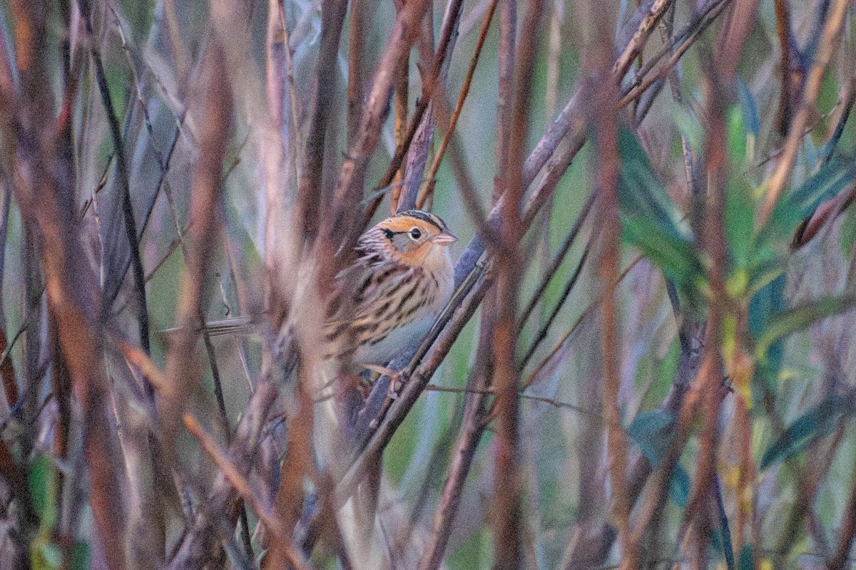 LeConte's Sparrow - ML647326822