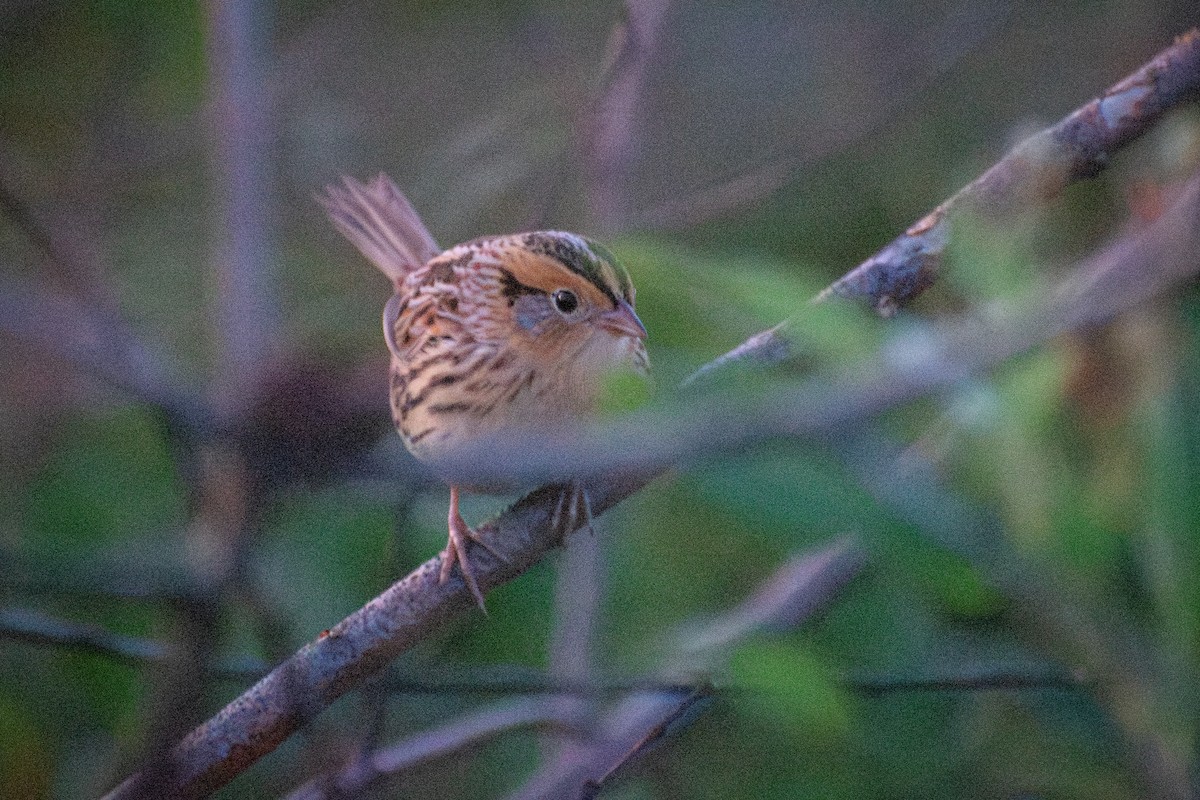 LeConte's Sparrow - ML647326823