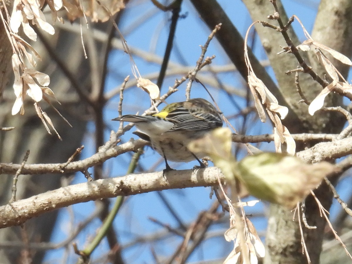 キヅタアメリカムシクイ - ML647326835