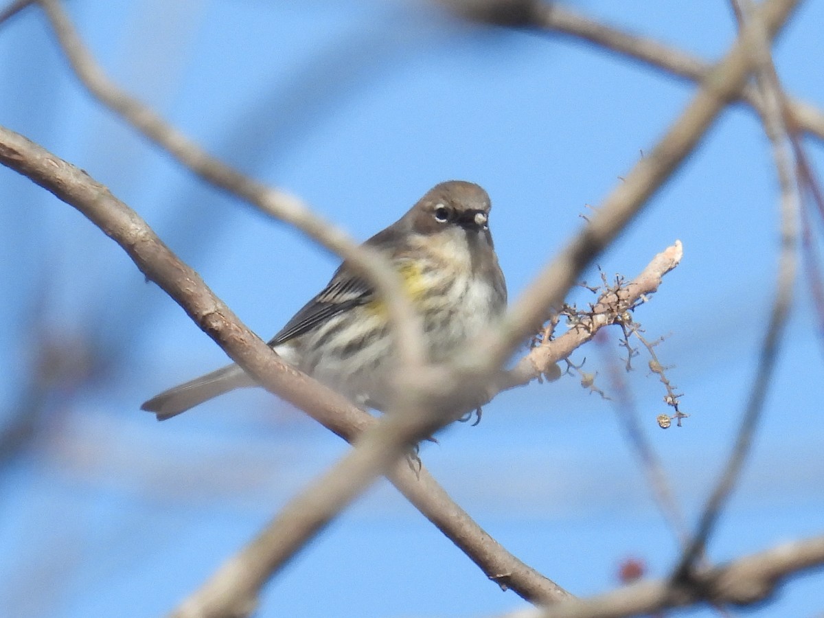 キヅタアメリカムシクイ - ML647326836