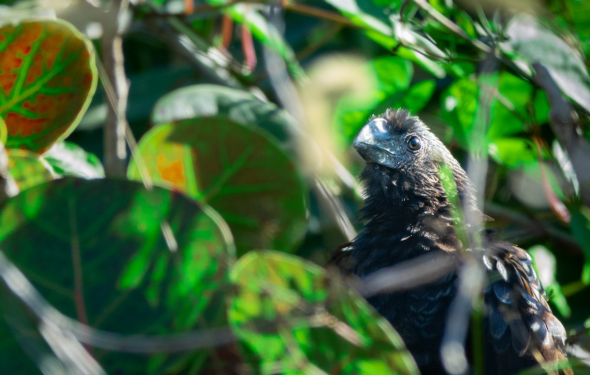 Smooth-billed Ani - ML647326844