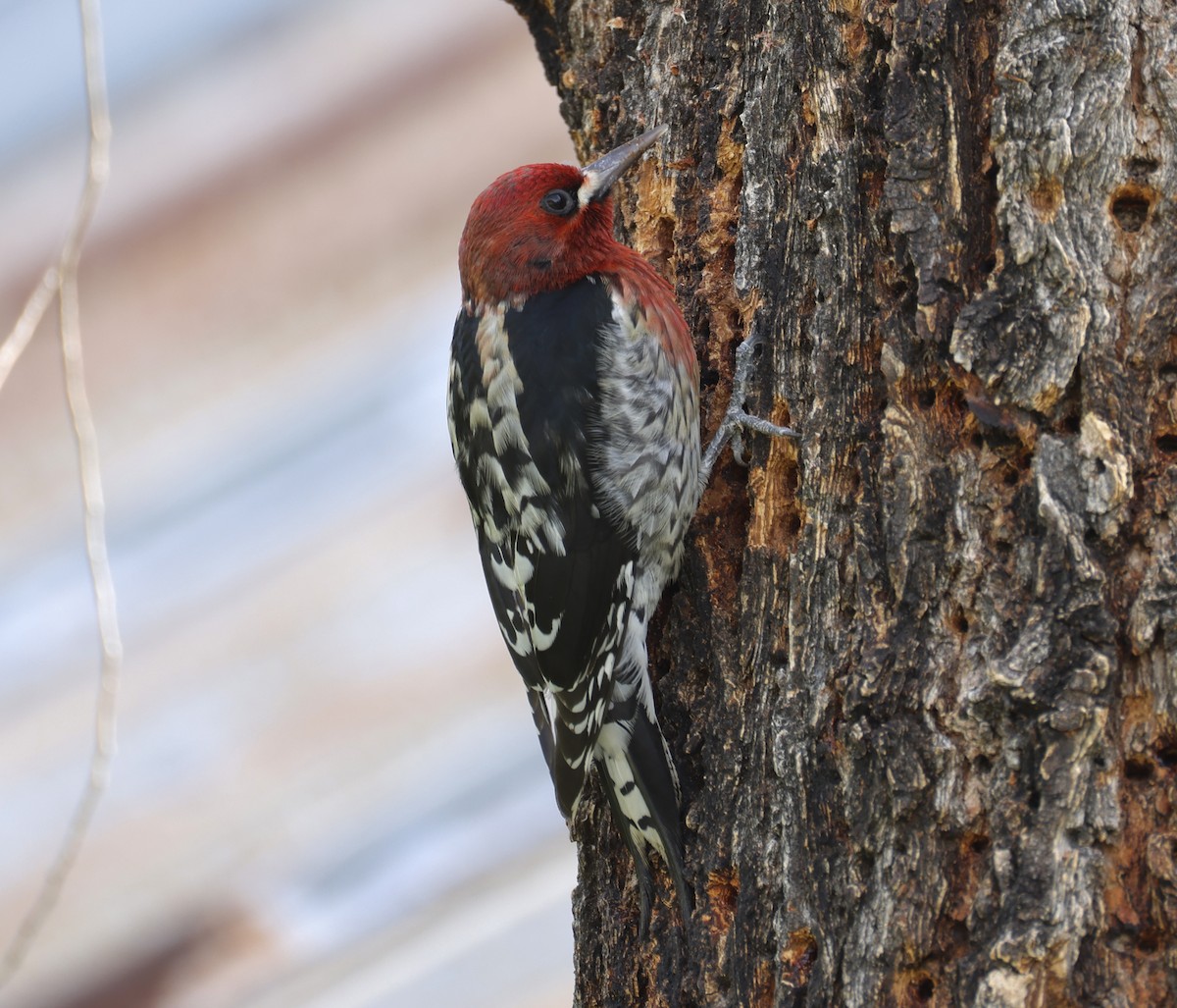 Red-breasted Sapsucker - ML647326853