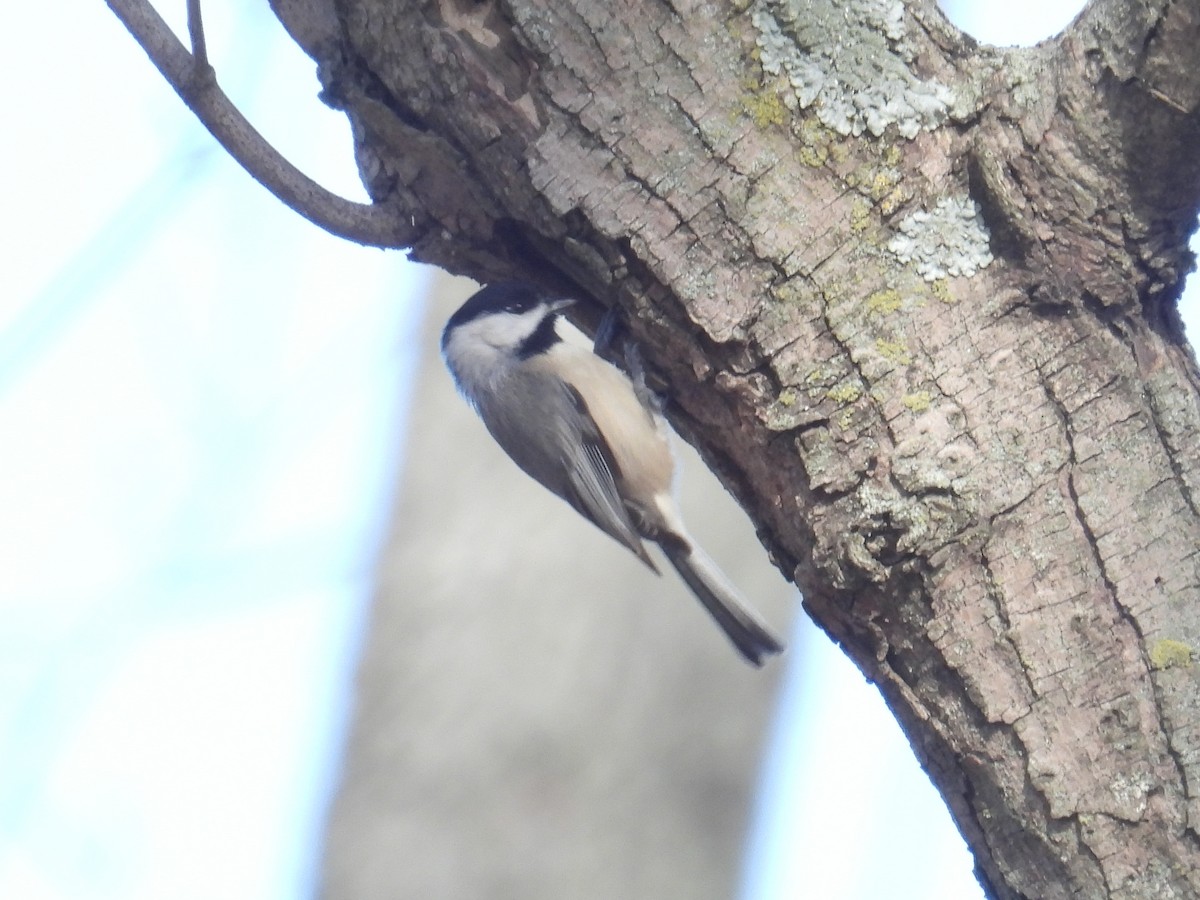 Carolina Chickadee - ML647326862