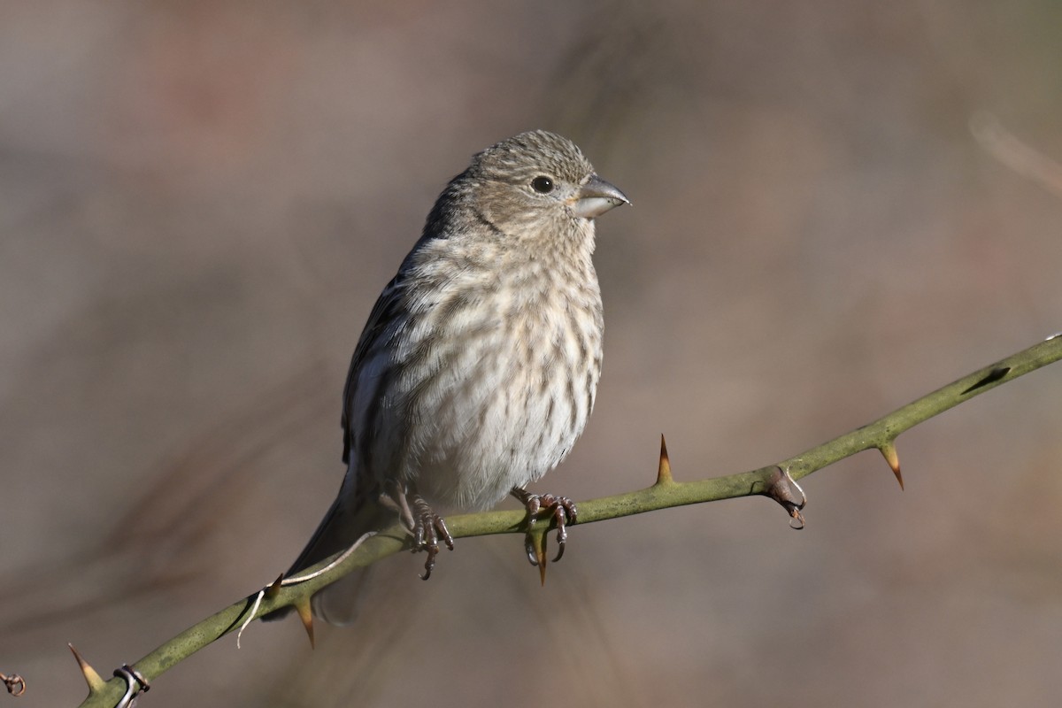 Мексиканская чечевица - ML647326867