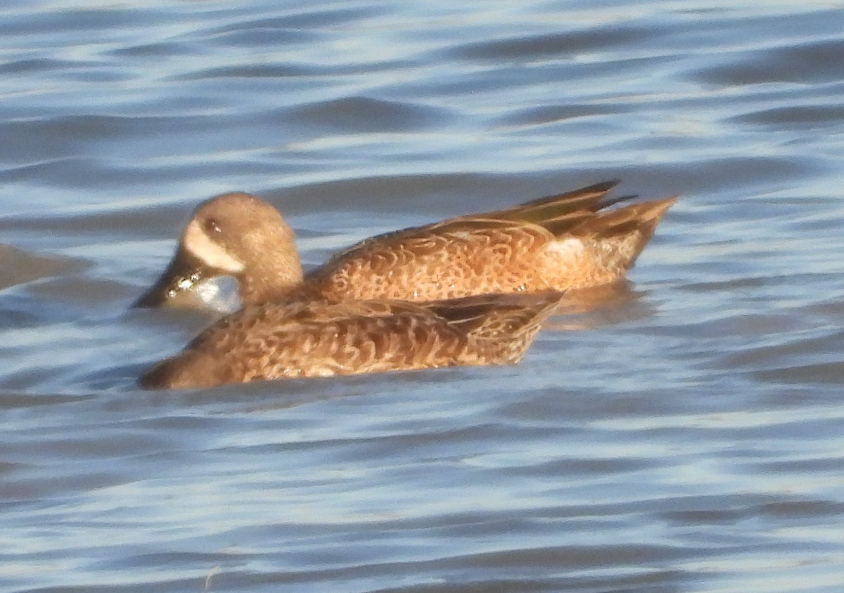 ミカヅキシマアジ - ML647326878