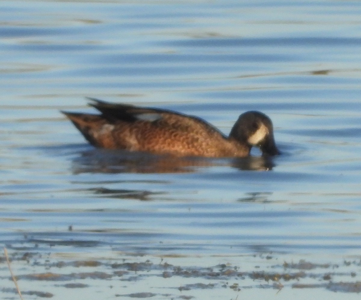 ミカヅキシマアジ - ML647326879