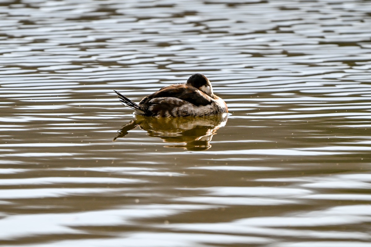 Ruddy Duck - ML647326882
