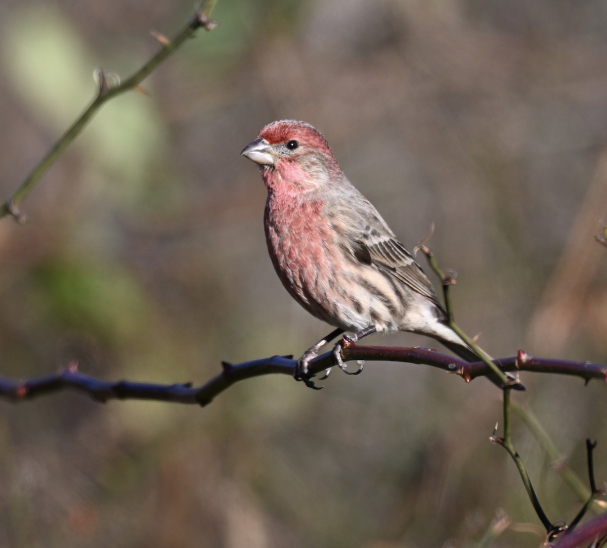 Мексиканская чечевица - ML647326888