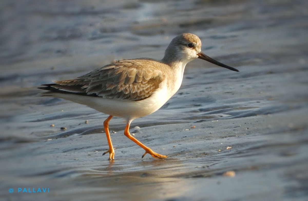 Terek Sandpiper - ML647326892