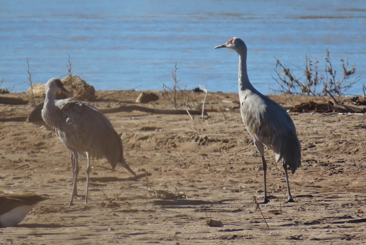 kanadatrane - ML647326895