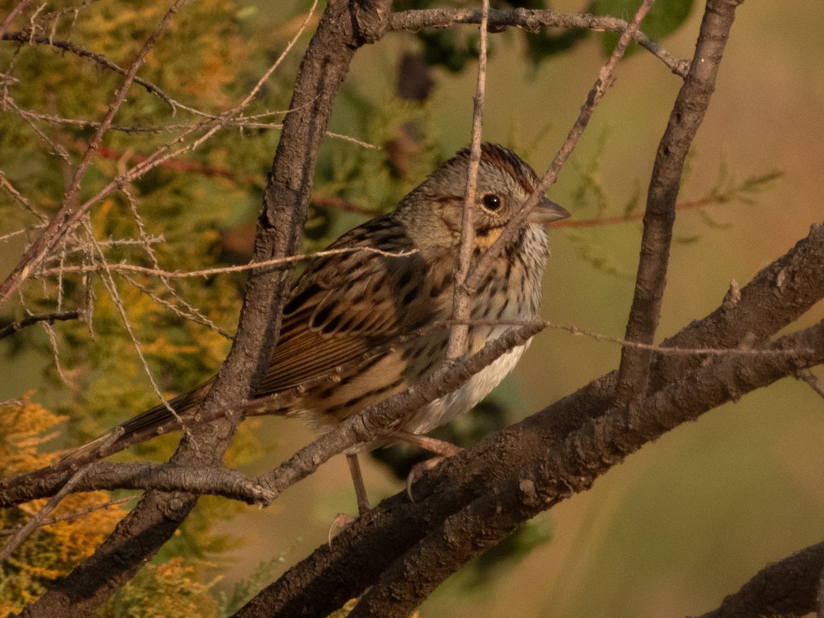 Lincoln's Sparrow - ML647326896