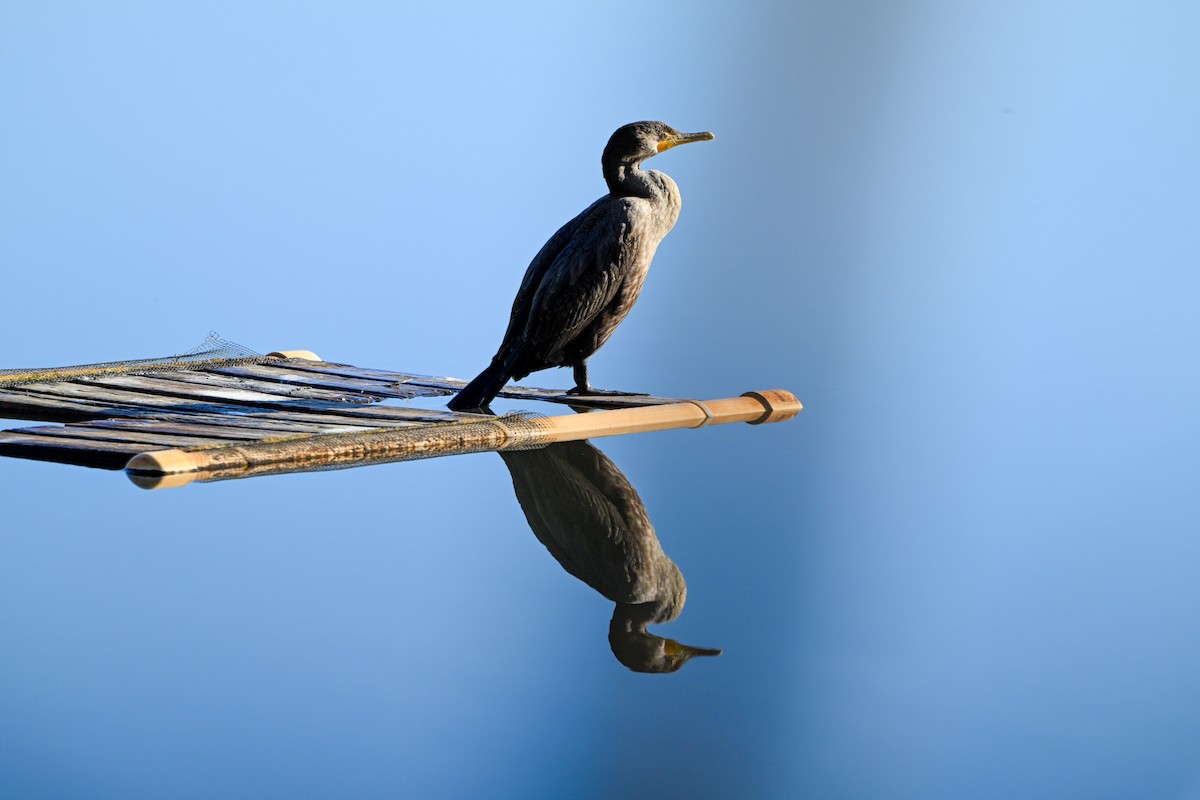 Double-crested Cormorant - ML647326897