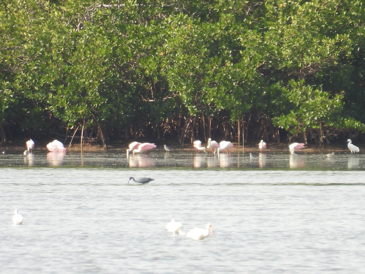 Roseate Spoonbill - ML647326901