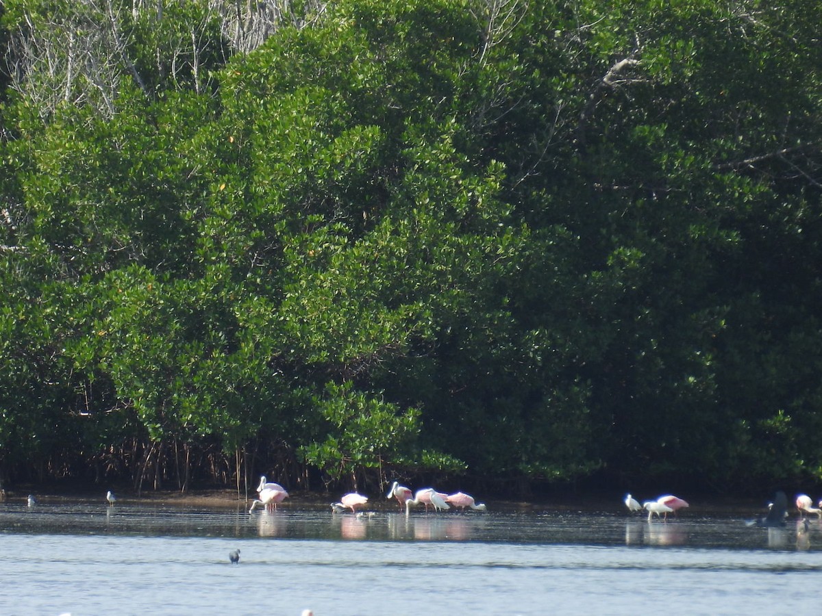 Roseate Spoonbill - ML647326902