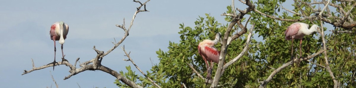 Roseate Spoonbill - ML647326904
