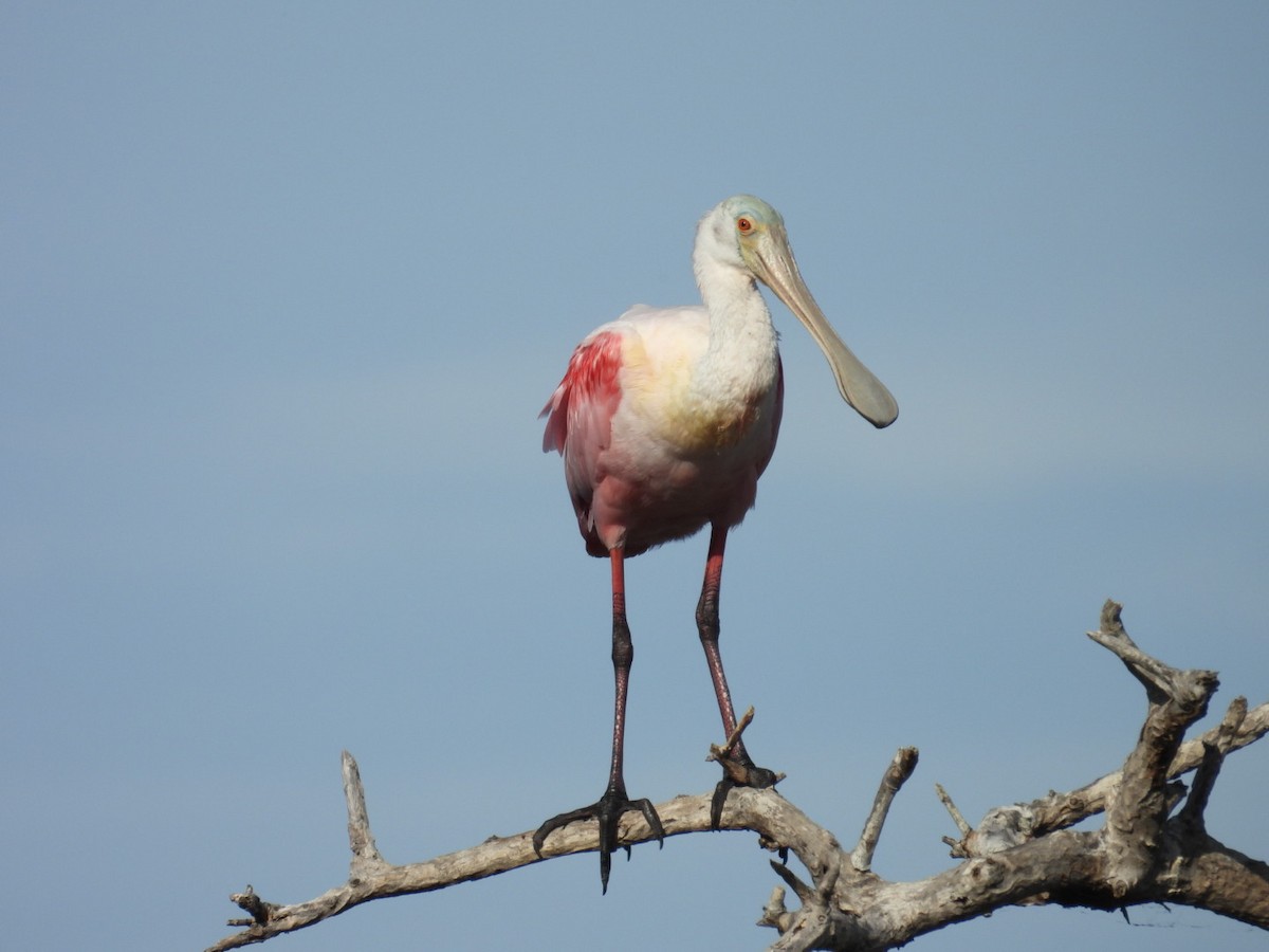 Roseate Spoonbill - ML647326905