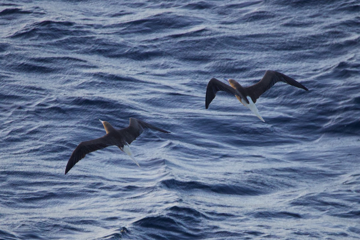 Сула червононога - ML647326910