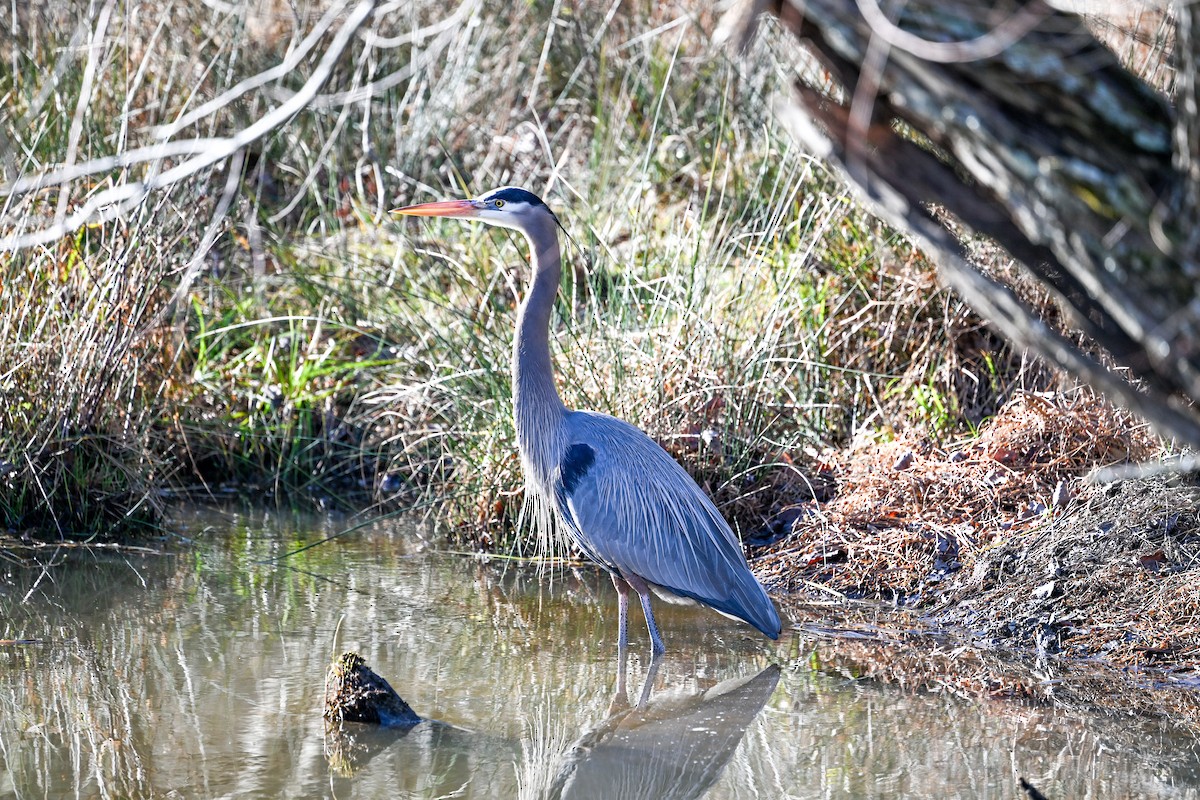 Great Blue Heron - ML647326913