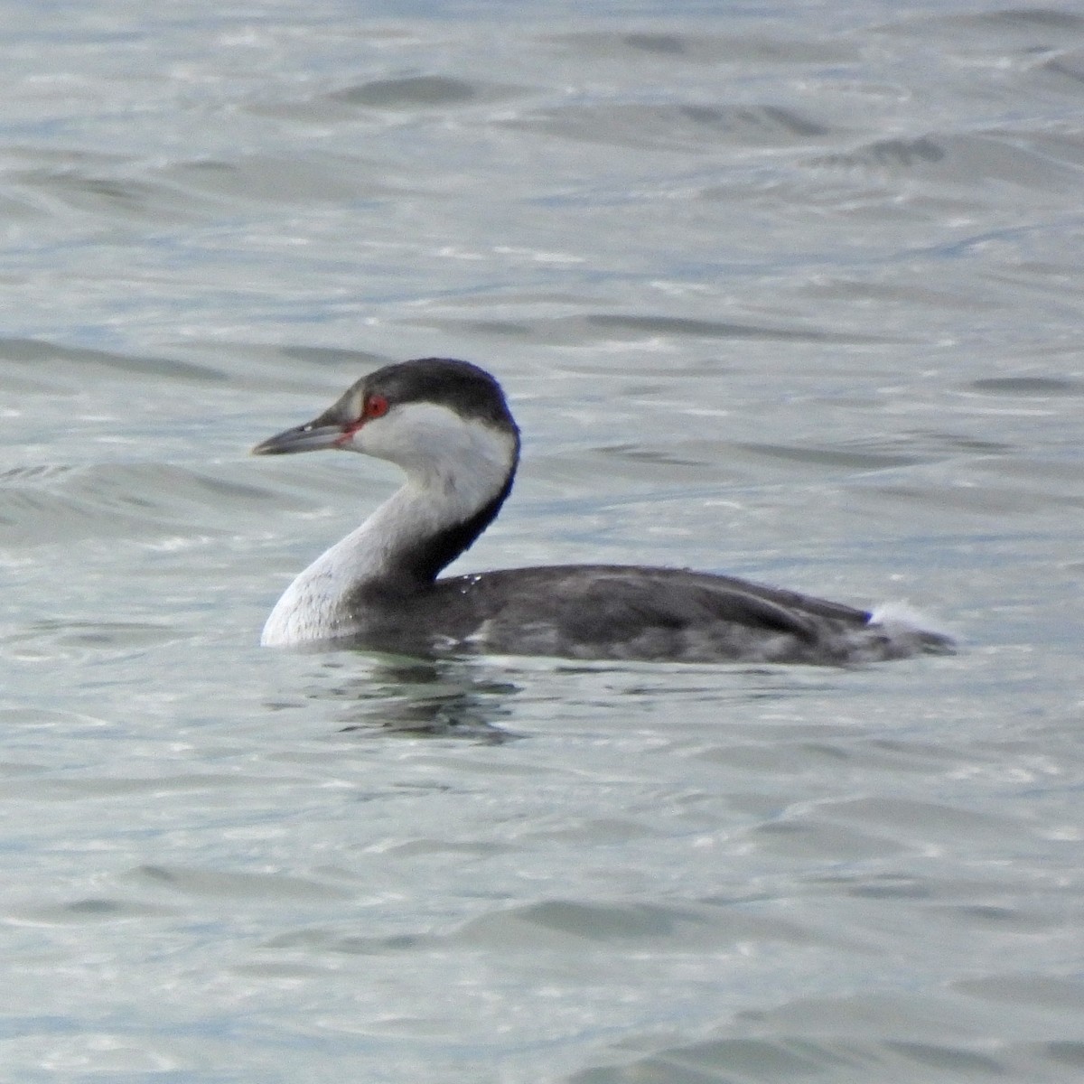 Красношейная поганка - ML647326918