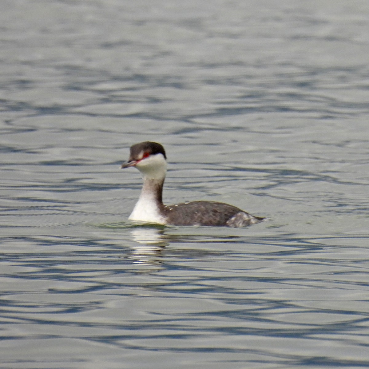 Красношейная поганка - ML647326919