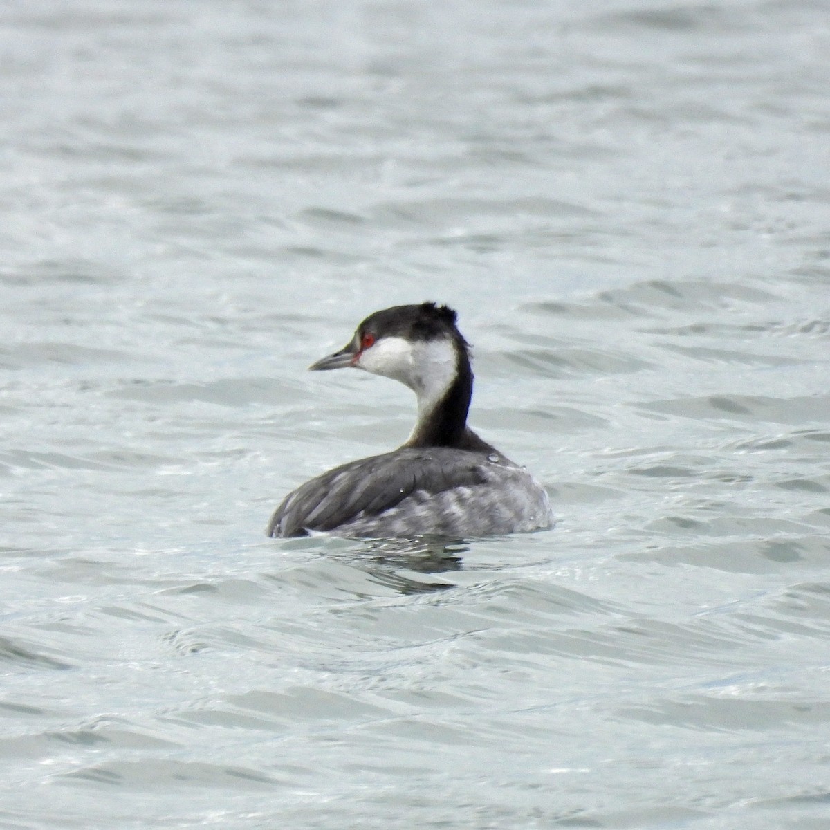 Красношейная поганка - ML647326920