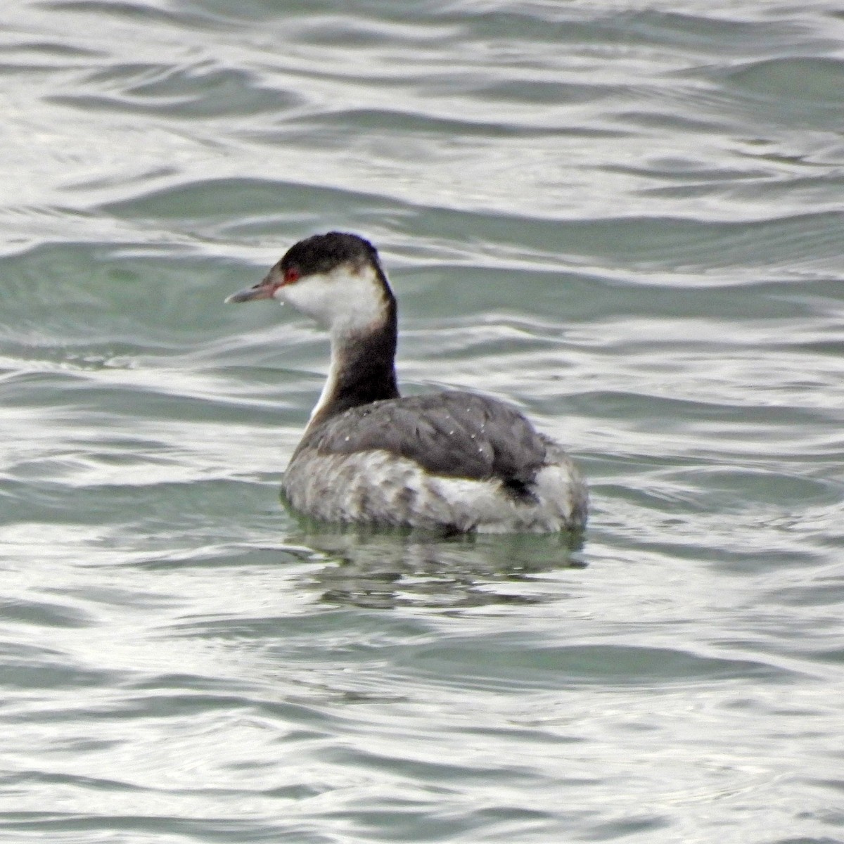 Красношейная поганка - ML647326921