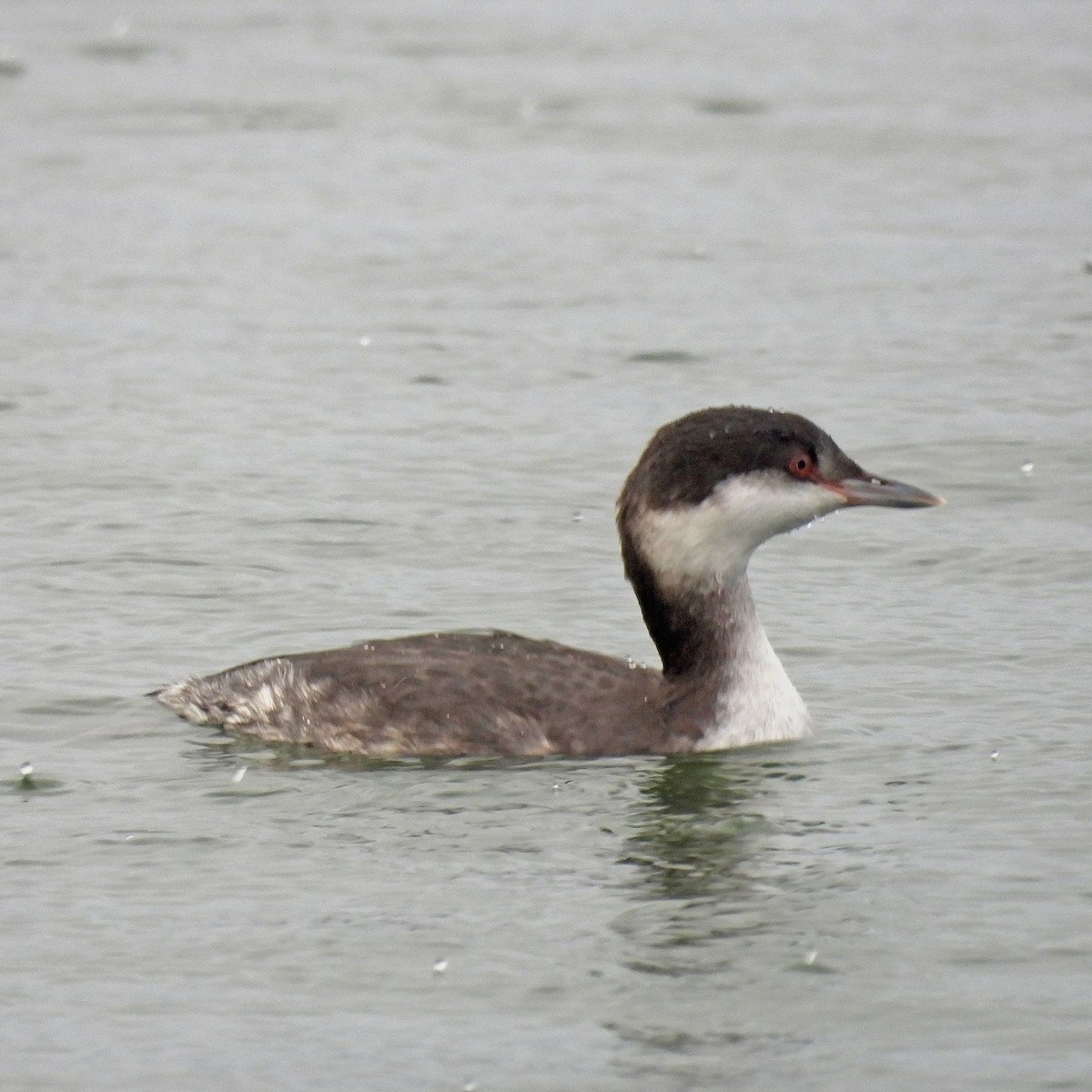 Красношейная поганка - ML647326922