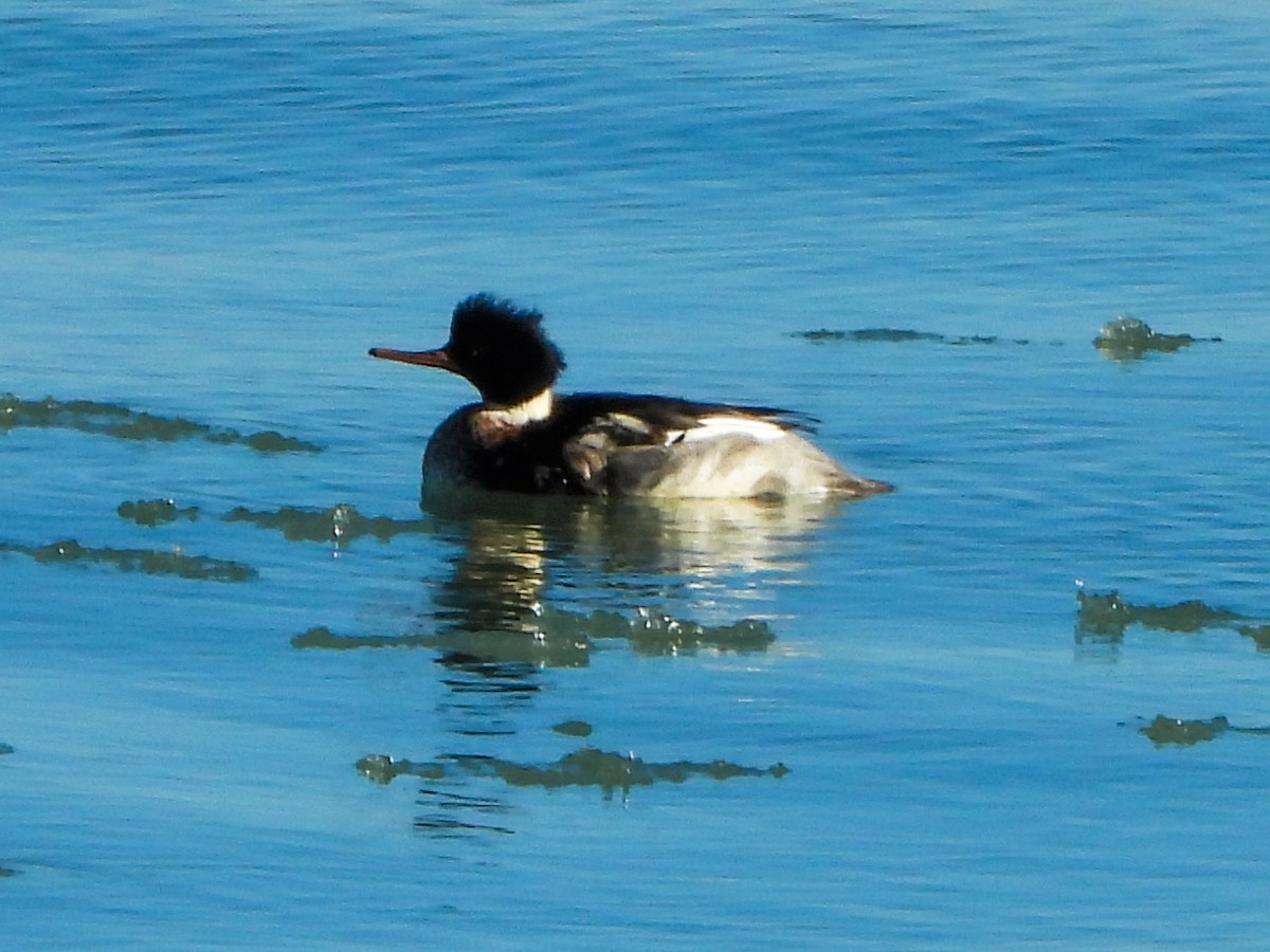 Tarakdiş - ML647326931