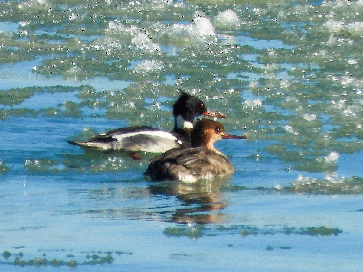 Tarakdiş - ML647326932