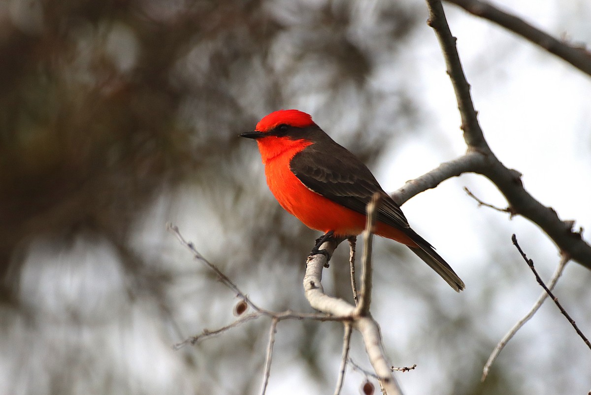 Vermilion Flycatcher - ML647326934