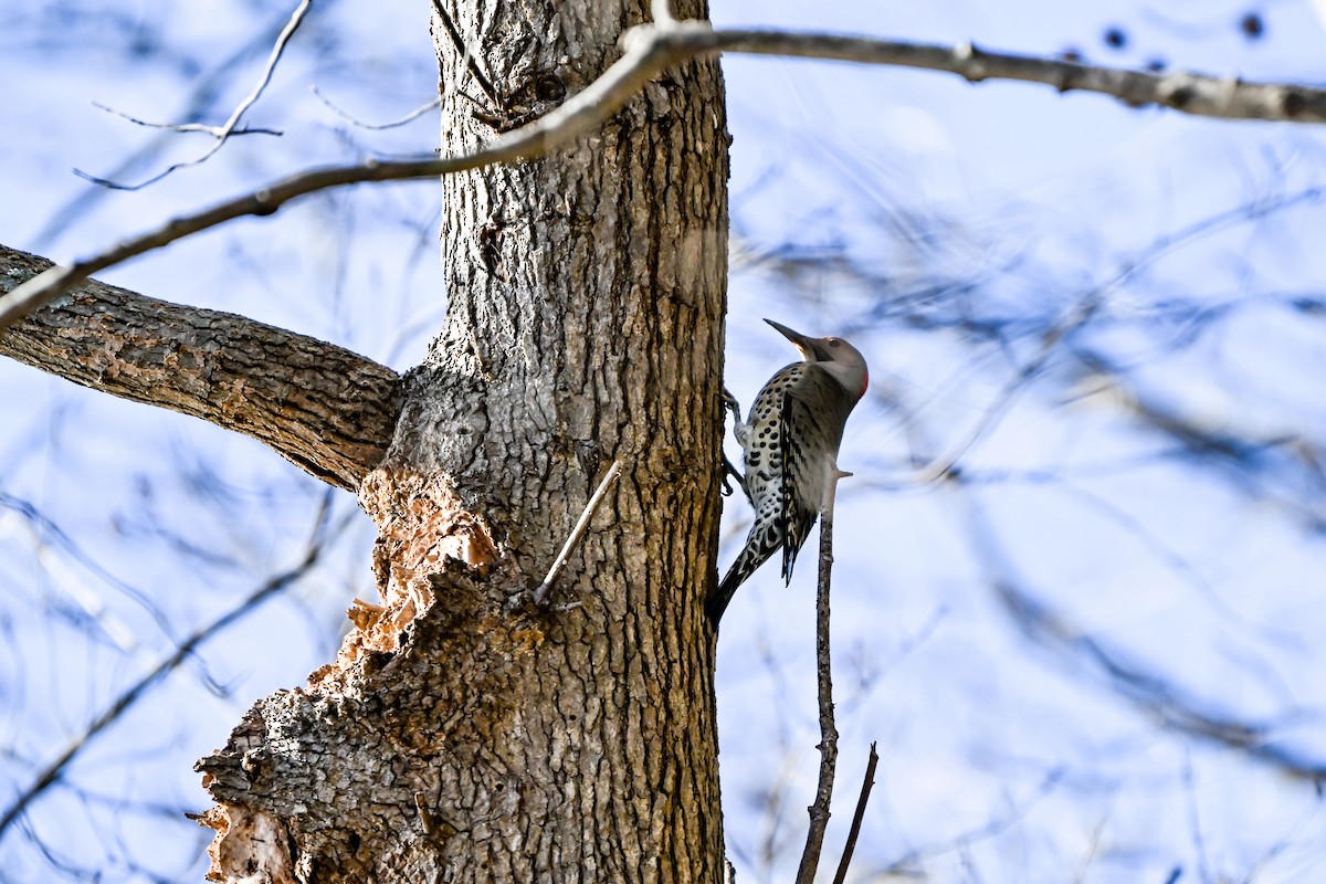 Northern Flicker - ML647326937