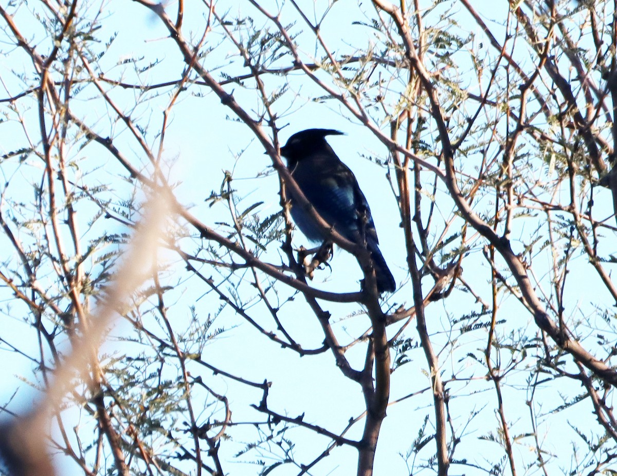 Steller's Jay - ML647326950