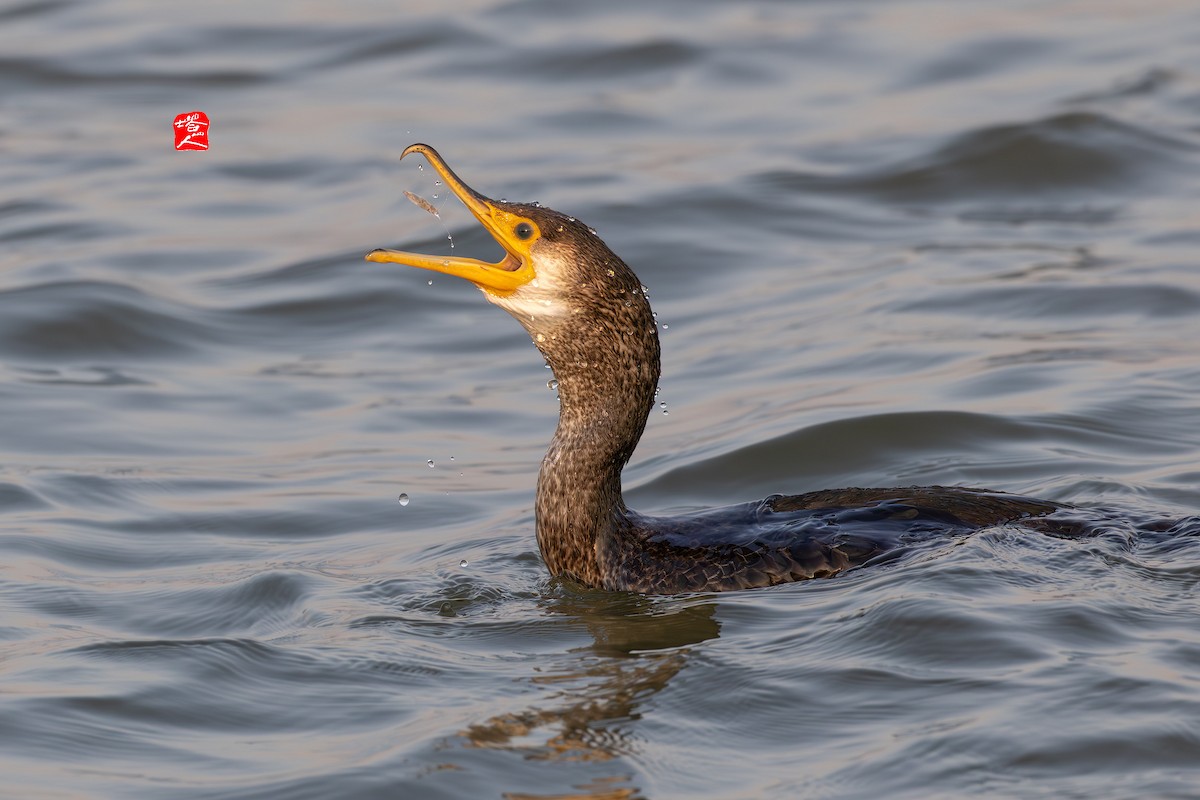 Japanese Cormorant - ML647326953