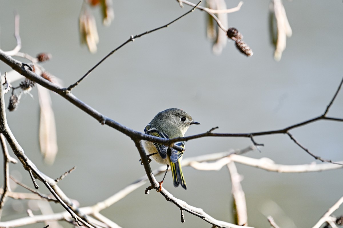 Ruby-crowned Kinglet - ML647326955
