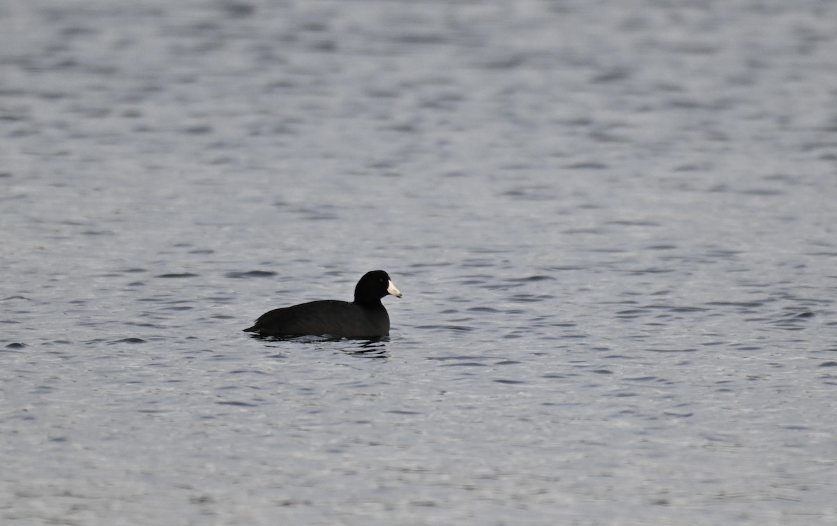 Американская лысуха - ML647326956