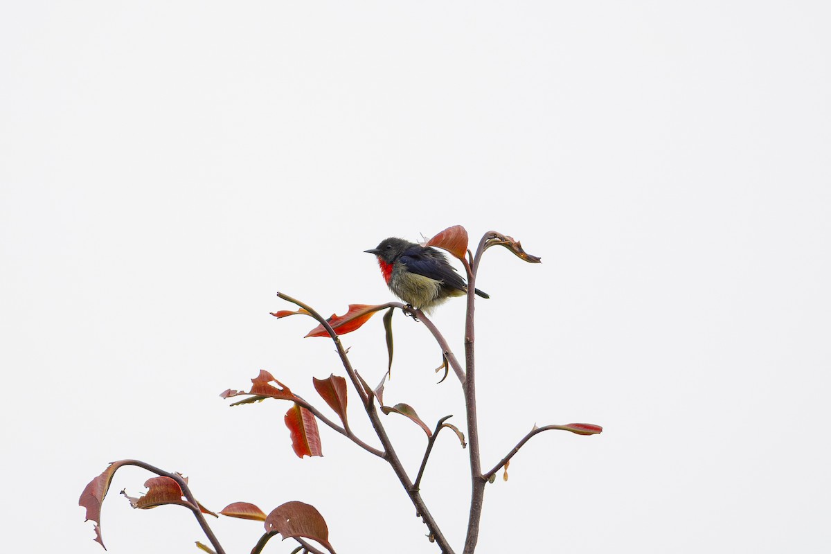 květozob horský - ML647326963