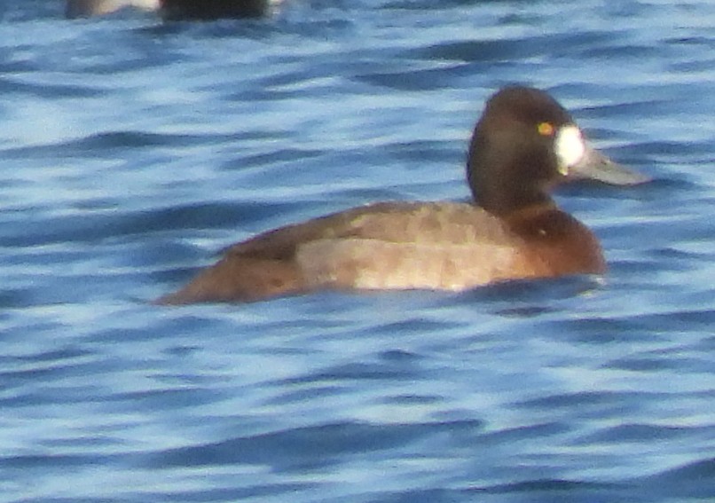 コスズガモ - ML647326965