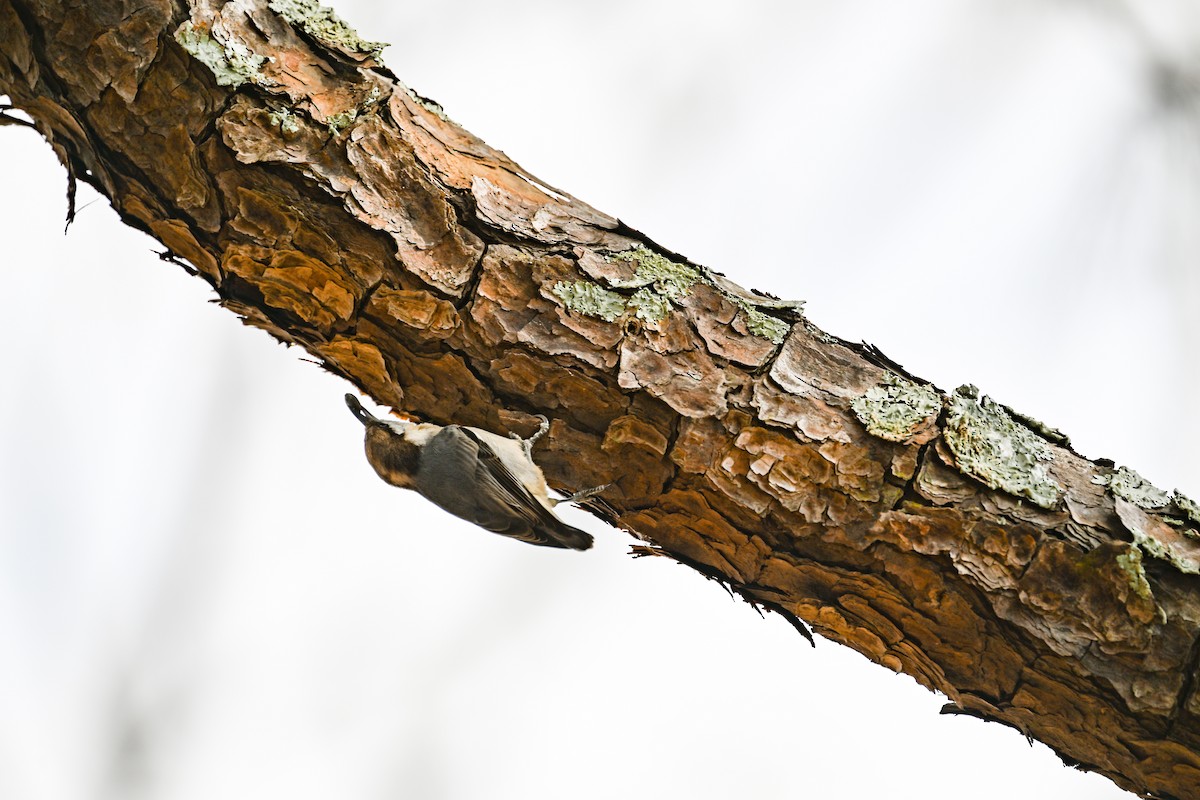 Brown-headed Nuthatch - ML647326967