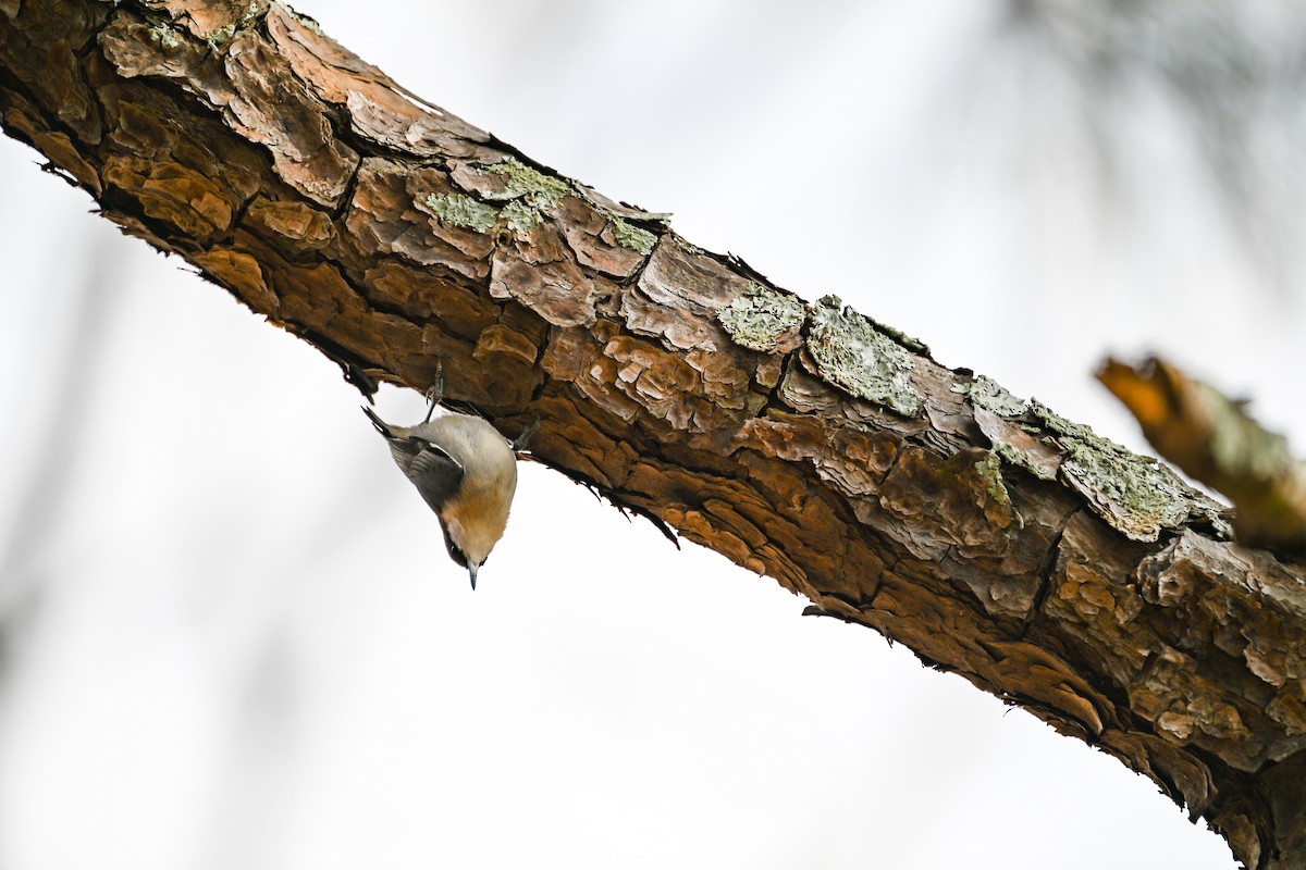 Brown-headed Nuthatch - ML647326968