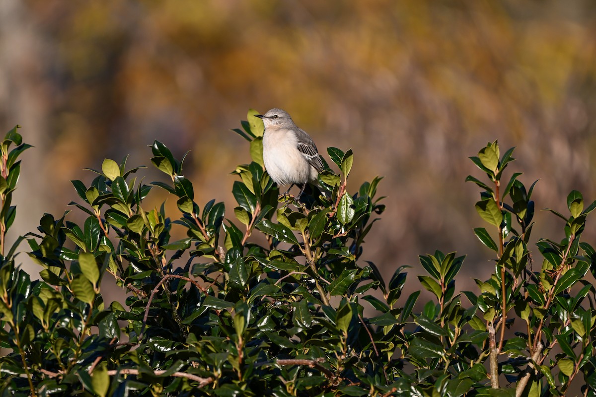Northern Mockingbird - ML647326987