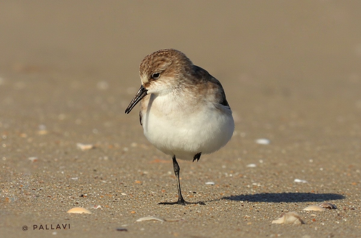 Little Stint - ML647326990