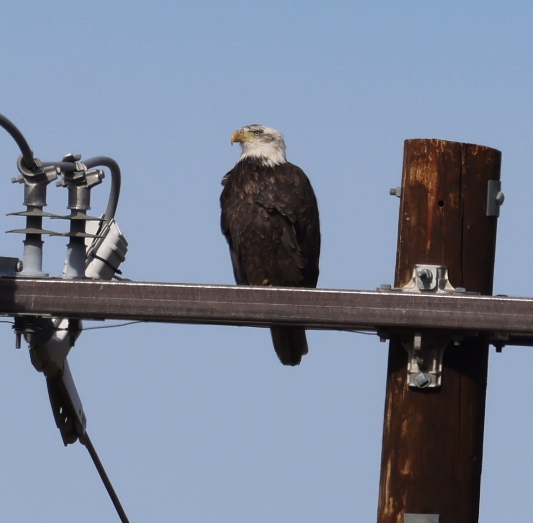Bald Eagle - ML647326993