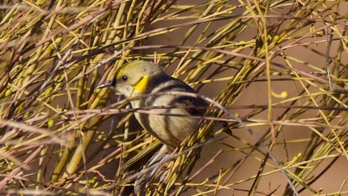 Сероголовый медосос - ML647326995