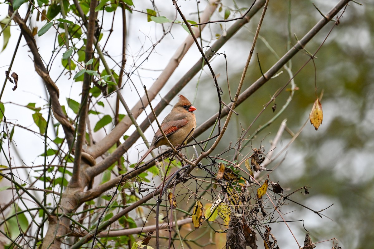 Красный кардинал - ML647327001